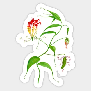 Flame lily - Gloriosa superba - botanical illustration Sticker
